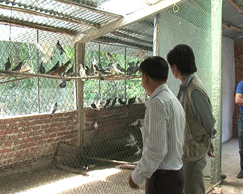 Nuôi bồ câu gà, thu nhập cao ảnh 1